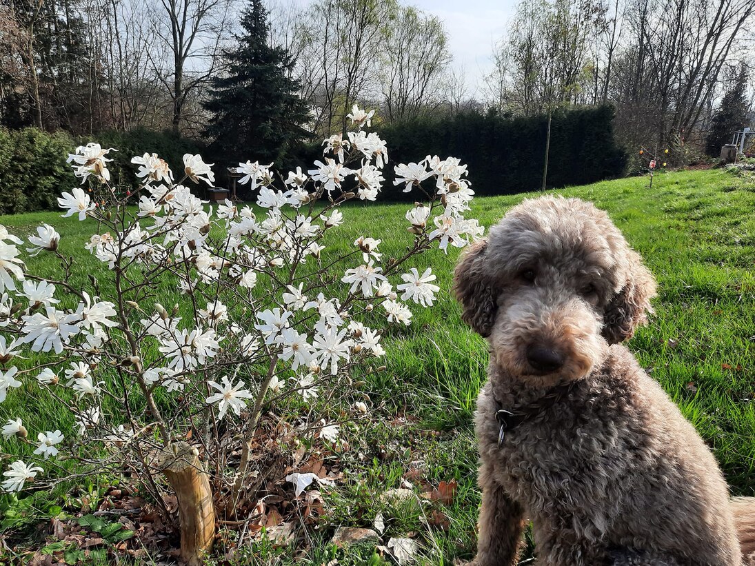 Ein Hund sitzt an einer weißblühenden Sternmagnolie auf einer Wiese des Hospizgartens.