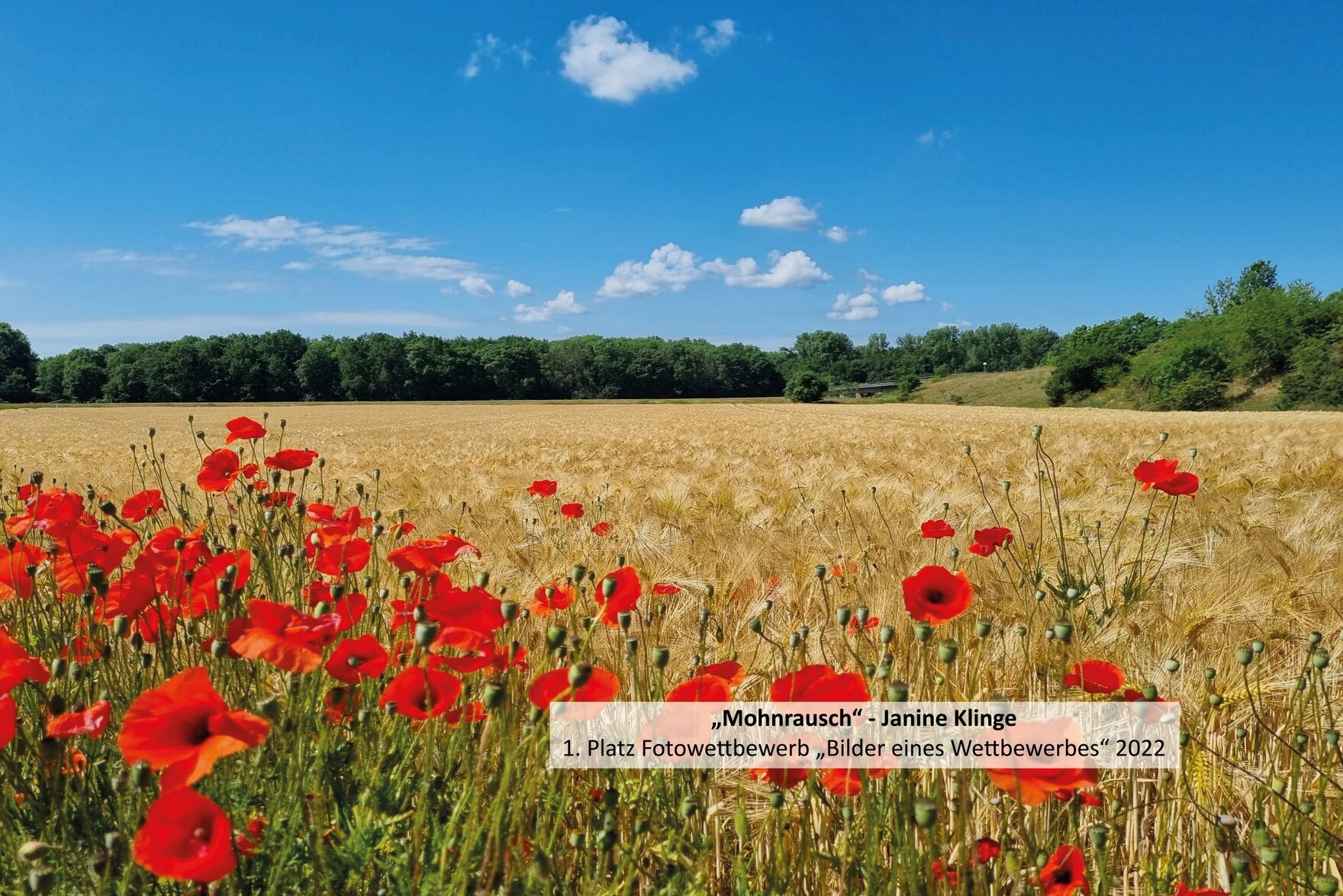 blühende rote Mohnblumen stehen vor Getreidefeld mit Wald im Hintergrund