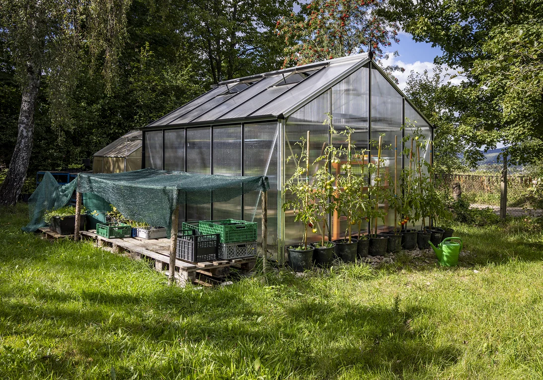 ein Gewächshaus steht auf einer Wiesenfläche, Tomatenpflanzen stehen davor