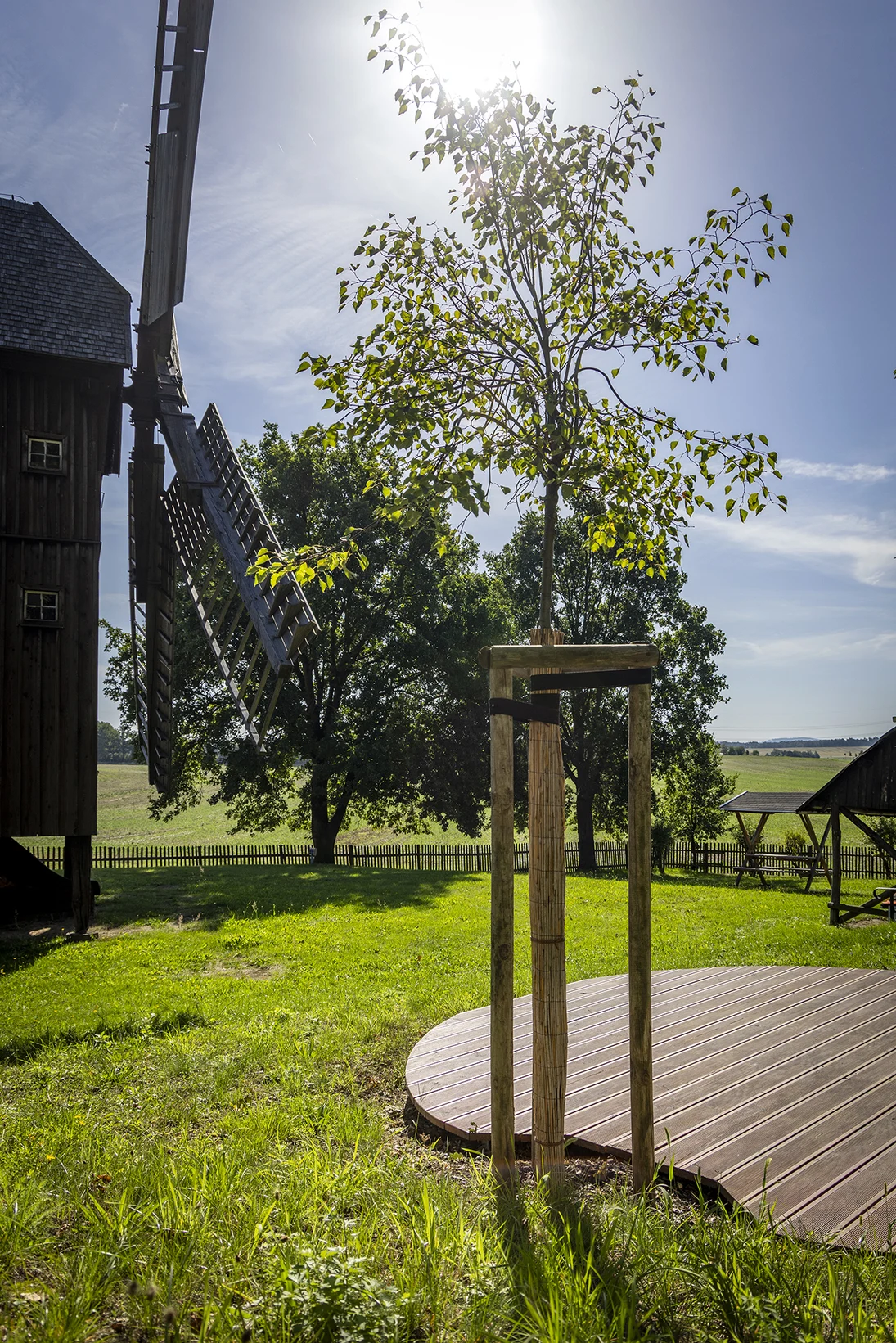 eine Wiese mit einem frisch gepflanzten Baum, im Hintergrund eine hölzerne Windmühle