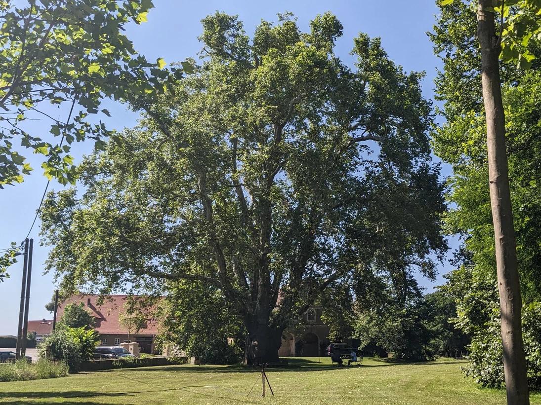Gesamtblick auf den Baum
