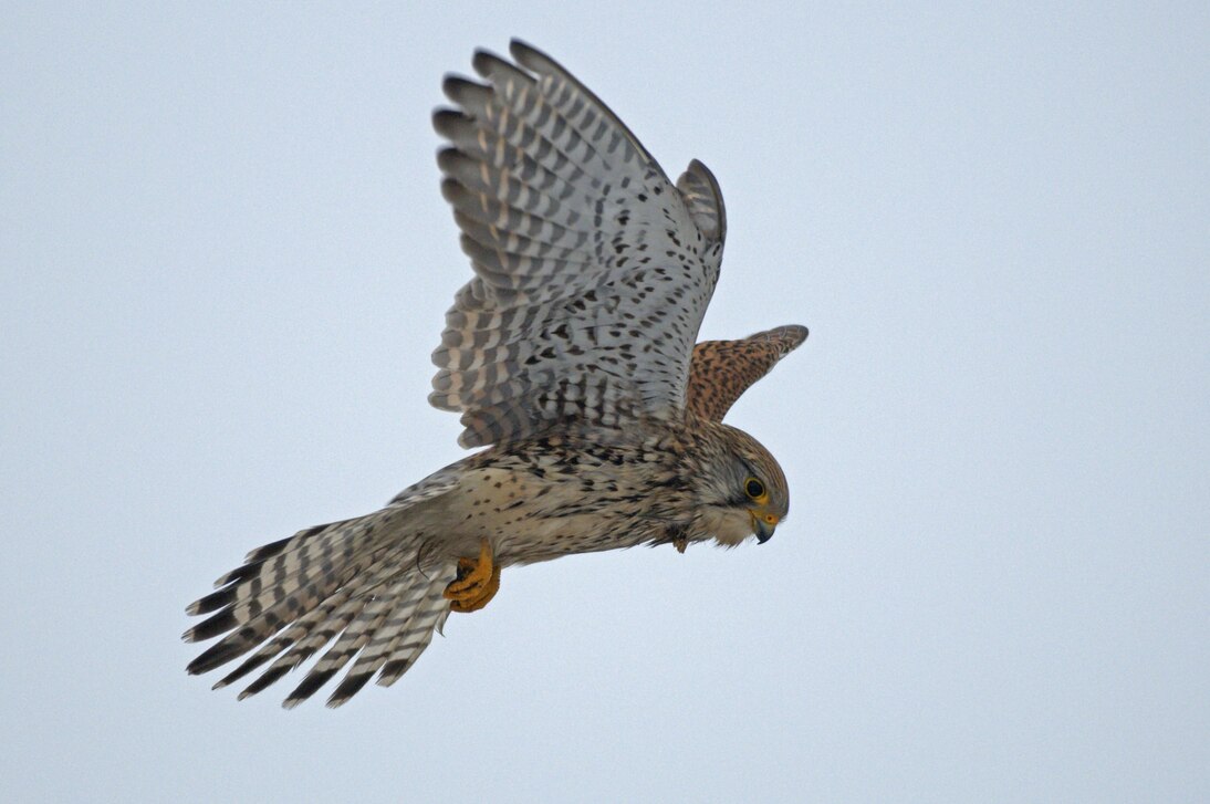 Turmfalke, der in der Luft fliegt in Nahaufnahme.