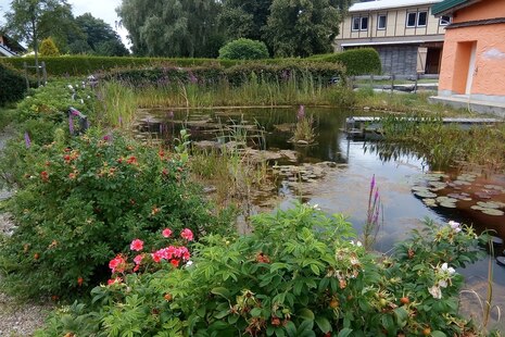 Seerosenteich mit Schilf umgeben von Rosenstöcken am Hundertweltenhaus in Eibenstock