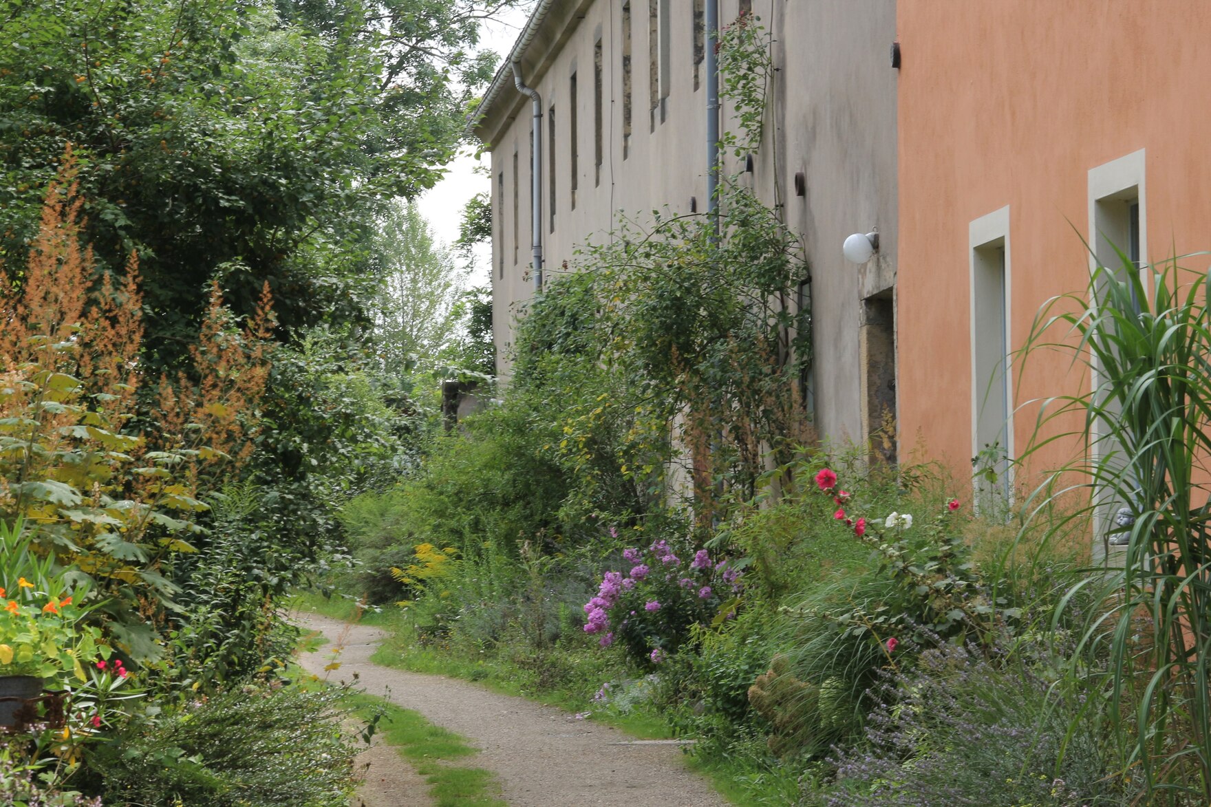 Extensive Freiraumgestaltung im Rittergut Jahnishausen, rechts Rittergutsgebäude, entlang der Gebäudemauer ein Beet mit Gräsern, Blumen, rankenden Pflanzen an der Hausmauer. Mittig des Bildes ein Weg.