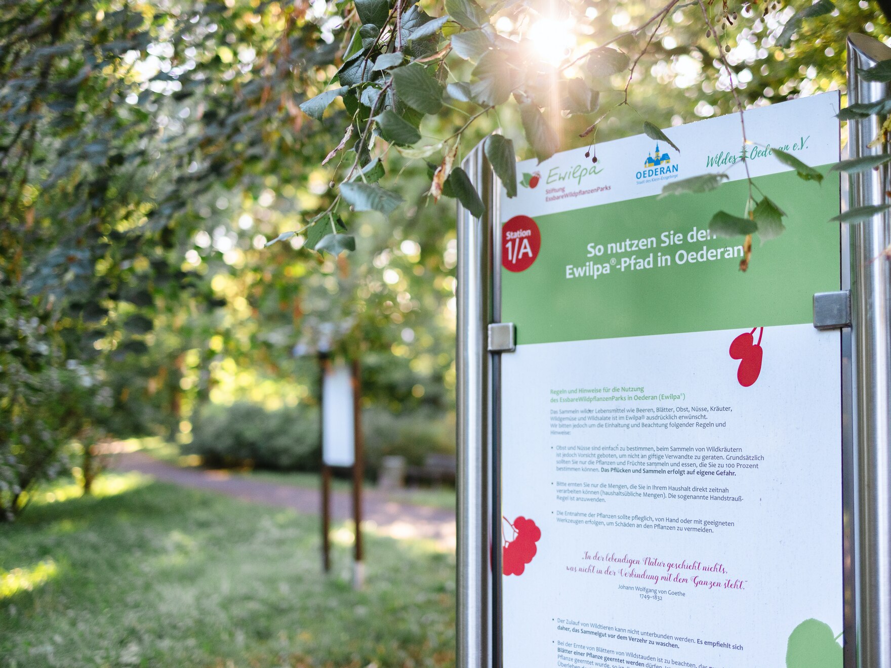Nahaufnahme von einer Informationstafel im Wildpflanzenpark in Oederan. Im Hintergrund eine weitere Tafel und die Sonne blitzt durch die Bäume.