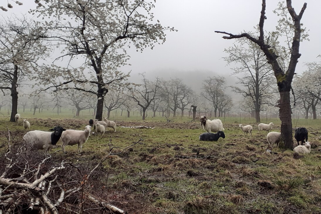 Schafe auf einer Streuobstwiese, Herbststimmung mit Nebel