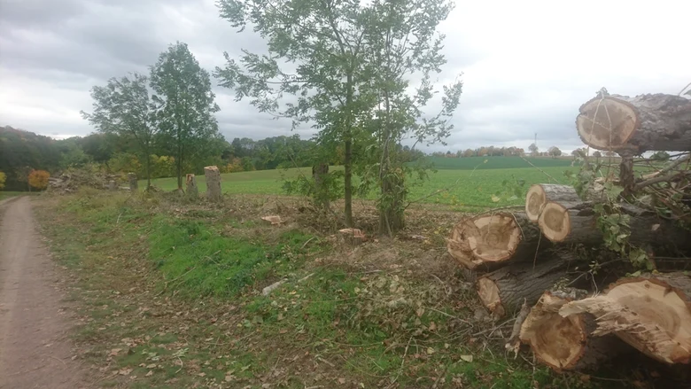 Erhalt der durch Naturverjüngung gewachsenen Sträucher und Bäume zwischen den Stümpfen und Stubben der Pappeln.