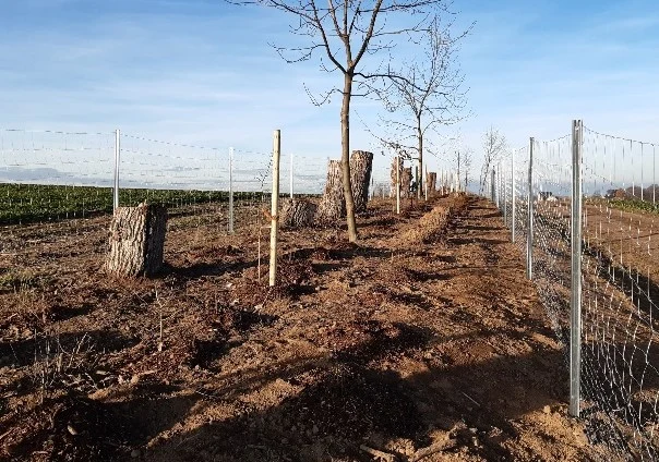 Feldhecke nach der Pflanzung mit erkennbaren Stümpfen. Der Wildzaun schützt vor Tierverbiss.