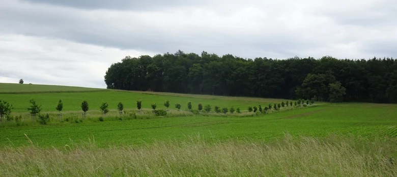 Pflanzmaßnahme am Weg über die Reichenbacher Höhe