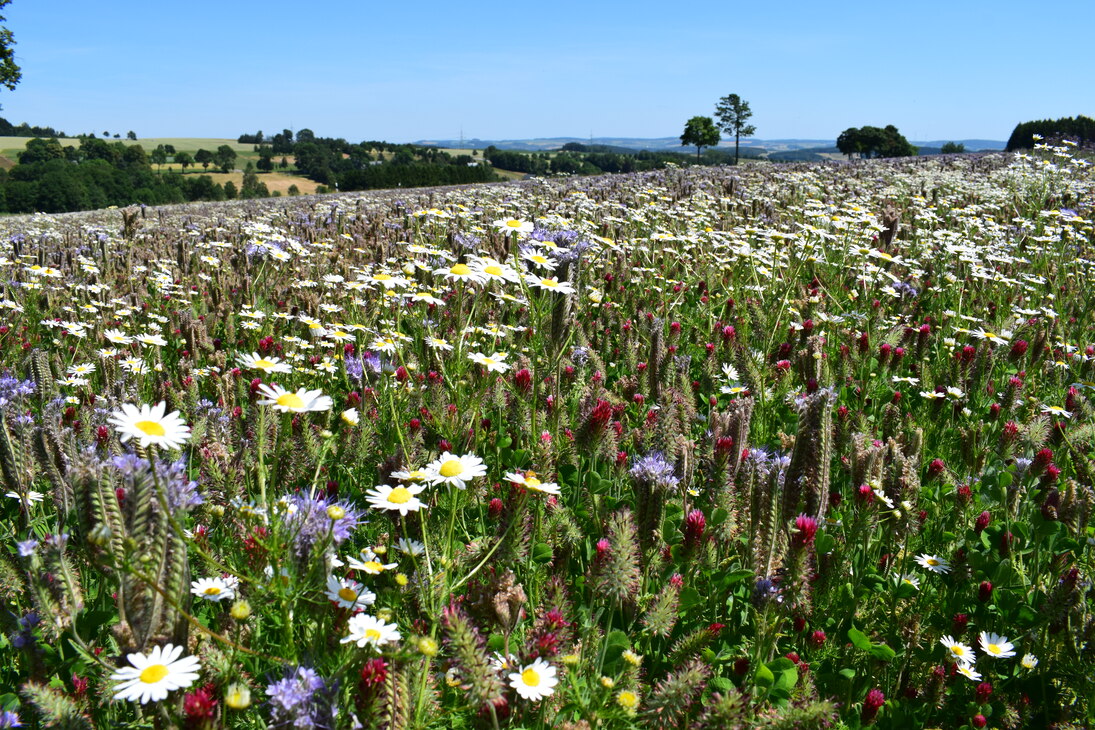 leicht hügelige Landschaft, im Vordergrund eine große Blühwiese mit weißen Margeriten, rotem Klee und lila blühendem Bienenfreund (lateinisch Phacelia), im Hintergrund ein Hügel mit Hecken- und Baumgruppen sowie einzelnstehenden Bäumen