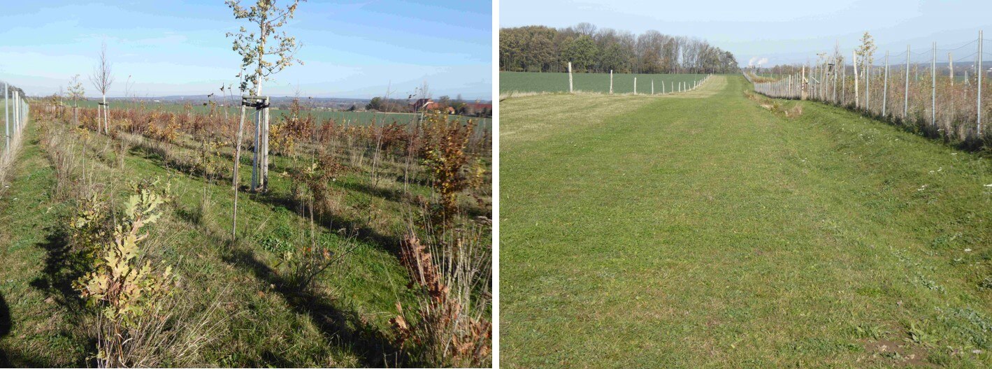 Bild links: Blick von Süden in die Wallhecke mit angrenzendem Feldgehölz des LASuV; Bild rechts: Richtung Norden - mittlerer Teil der Graben-Wallhecke mit vorgelagertem Grünweg und Extensivwiesenstreifen